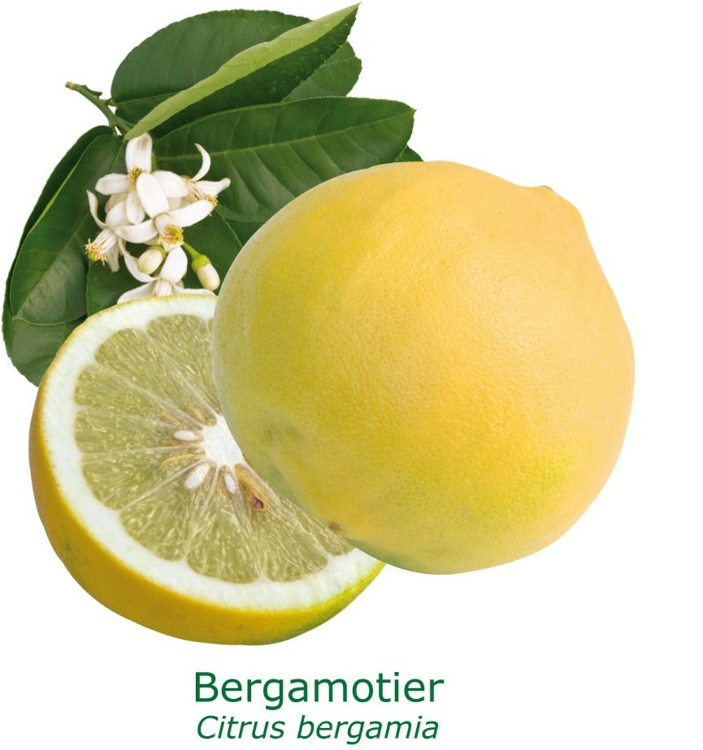 Bergamotier tailles:pot carré de 5 litres, hauteur 40/60 cm