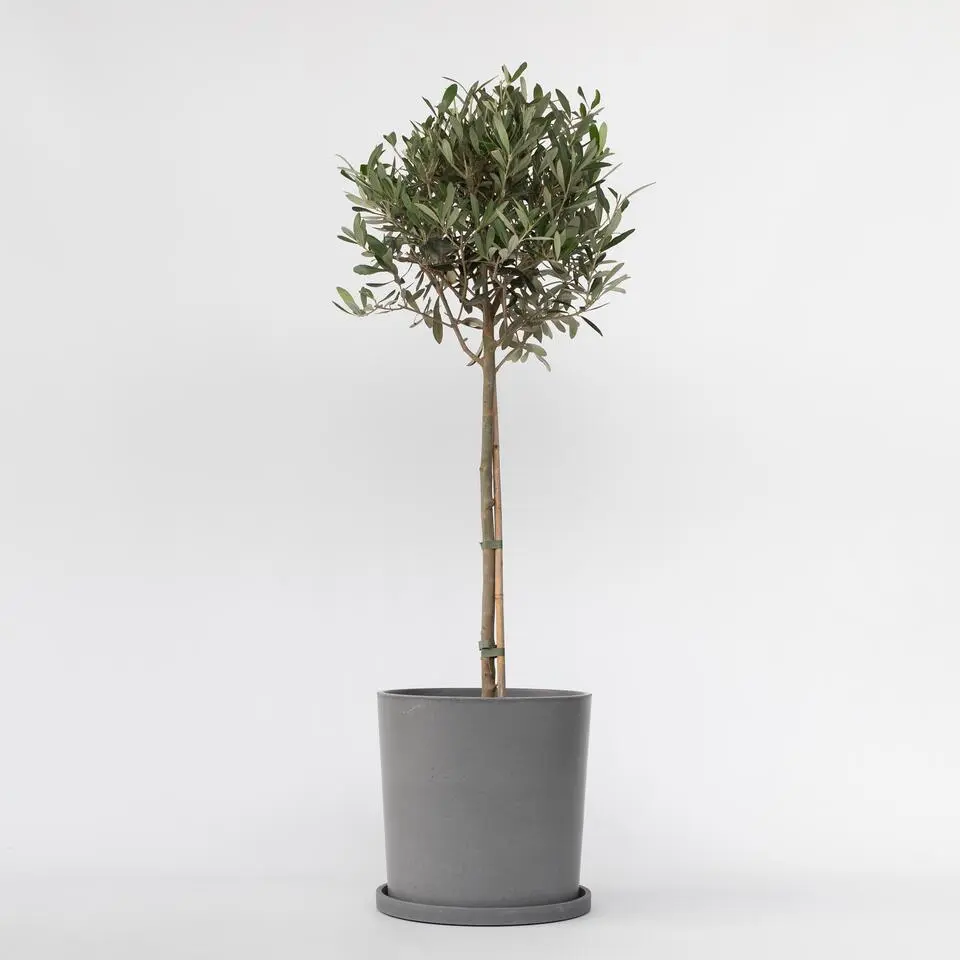 Olijfboom - Olea europaea - Hoogte 90-100cm - ⌀21cm