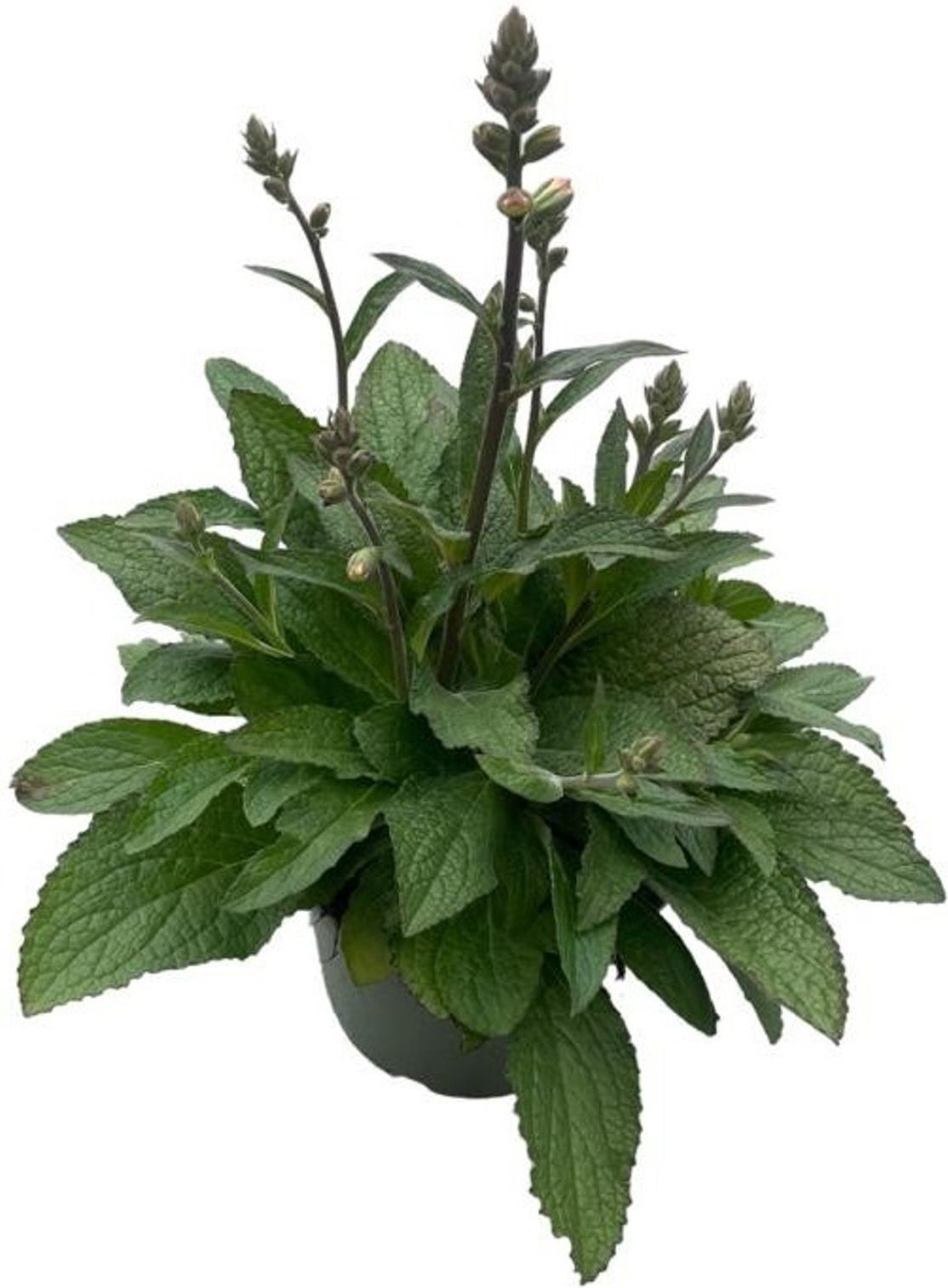 Vingerhoedskruid (Digitalis purpurea 'Pink Panther') D 19 H 60 cm