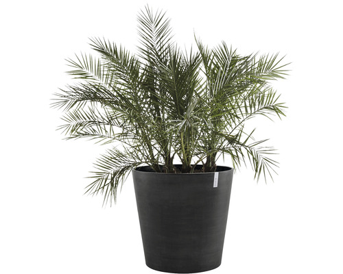 Ecopots Amsterdam plantenbak met wielen, kunststof, Ø 60 cm, H 56 cm, donkergrijs