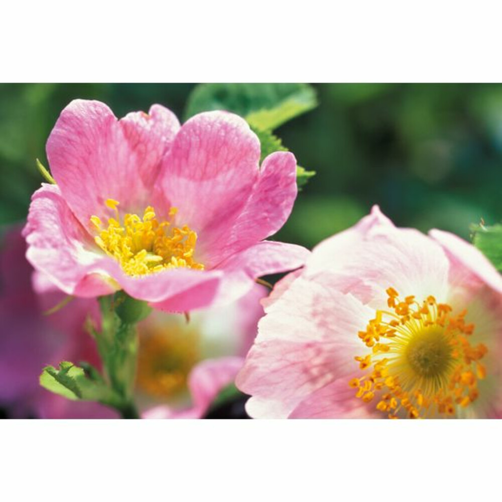 WELEDA Wilde Rozen Oogcontourcrème10 ml
