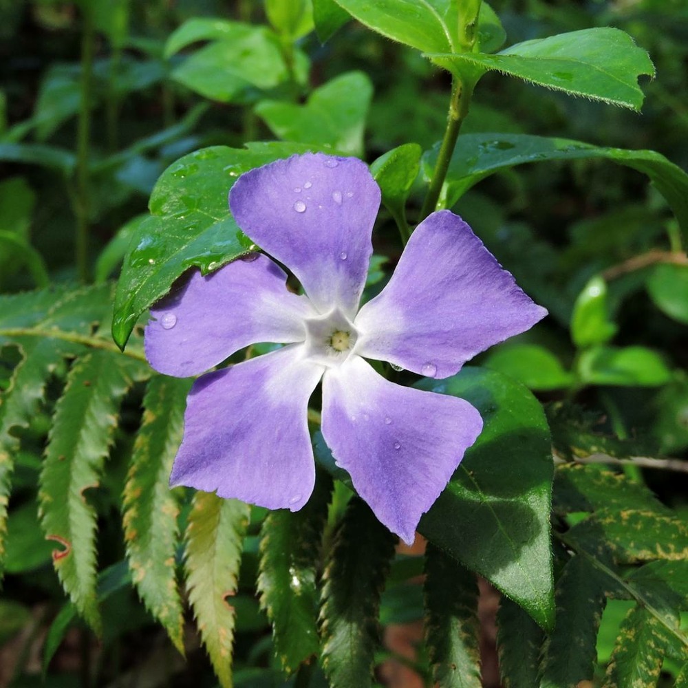Pervenche major/vinca major[-]pot de 3l - 20/40 cm
