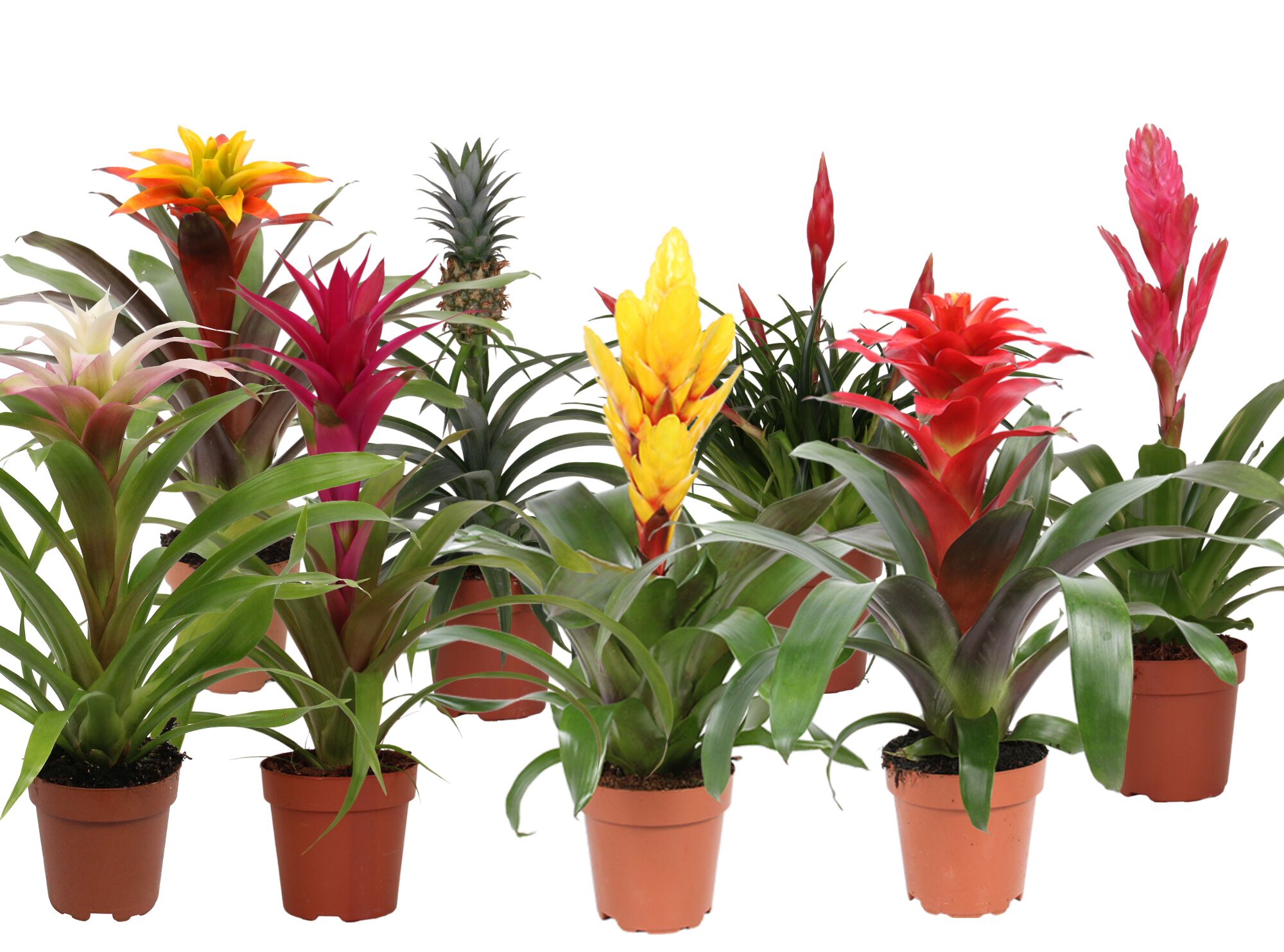 Bromelia - Kamerplant - 12 cm