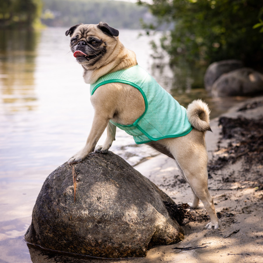 Colete refrescante GF Pet ElastoFit Ice para cães
