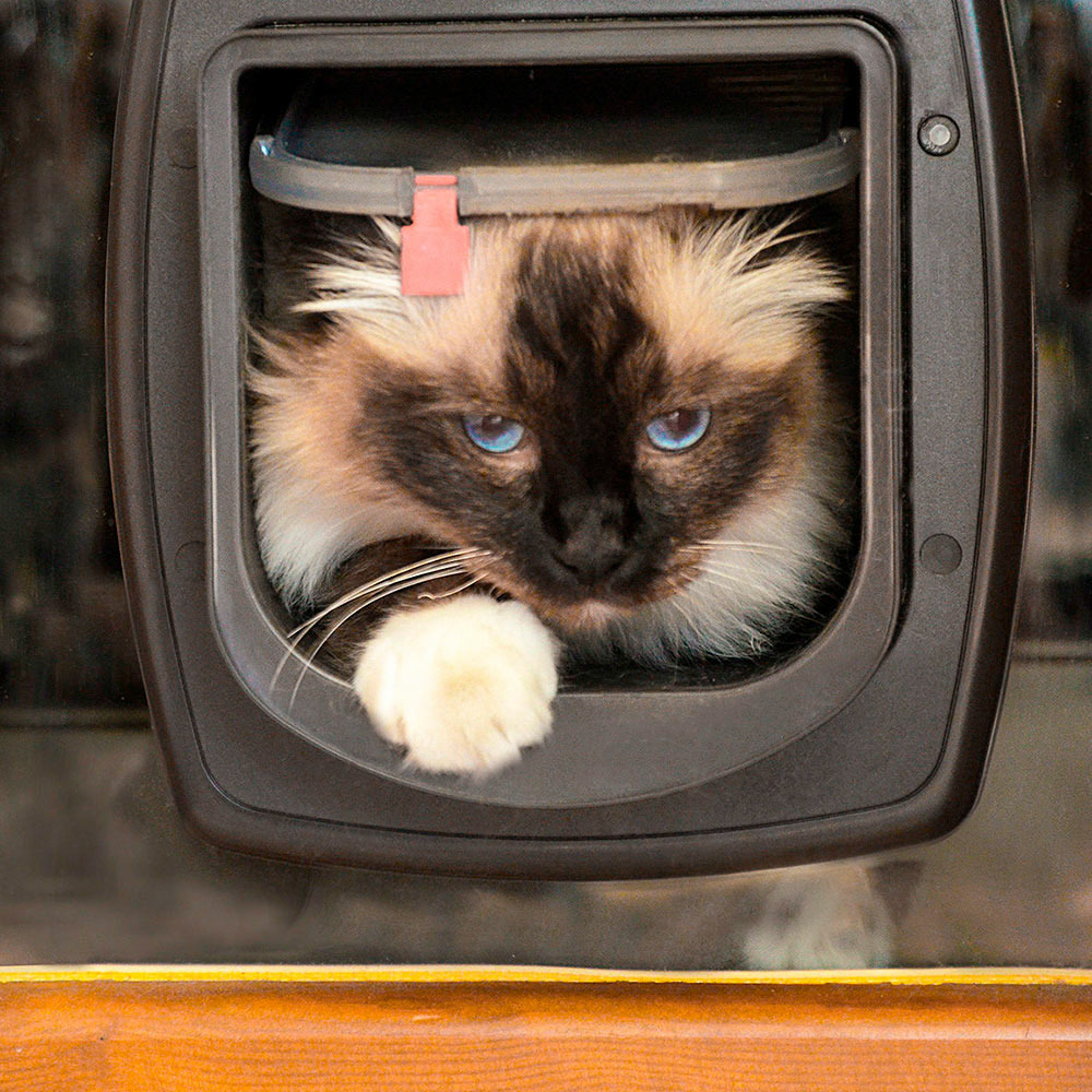 Ferplast chatiere a puces éléctroniques, porte pour chats, entrée et sortie contrôlables à 4 voies, proctection contre les