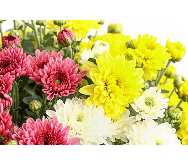 Garten Chrysanthemen-Trio
