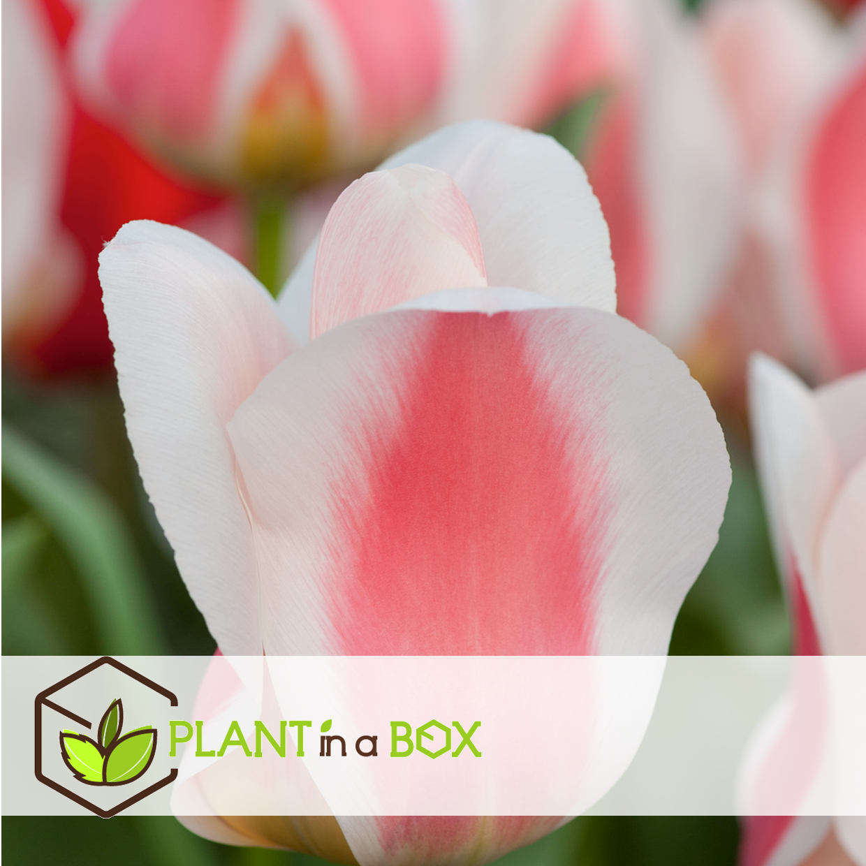 Tulipa willem vd akker - bulbes à fleurs x21 - tulipe bicolore