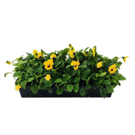 Viola cornuta : barquette de 10 plants - Coloris variables