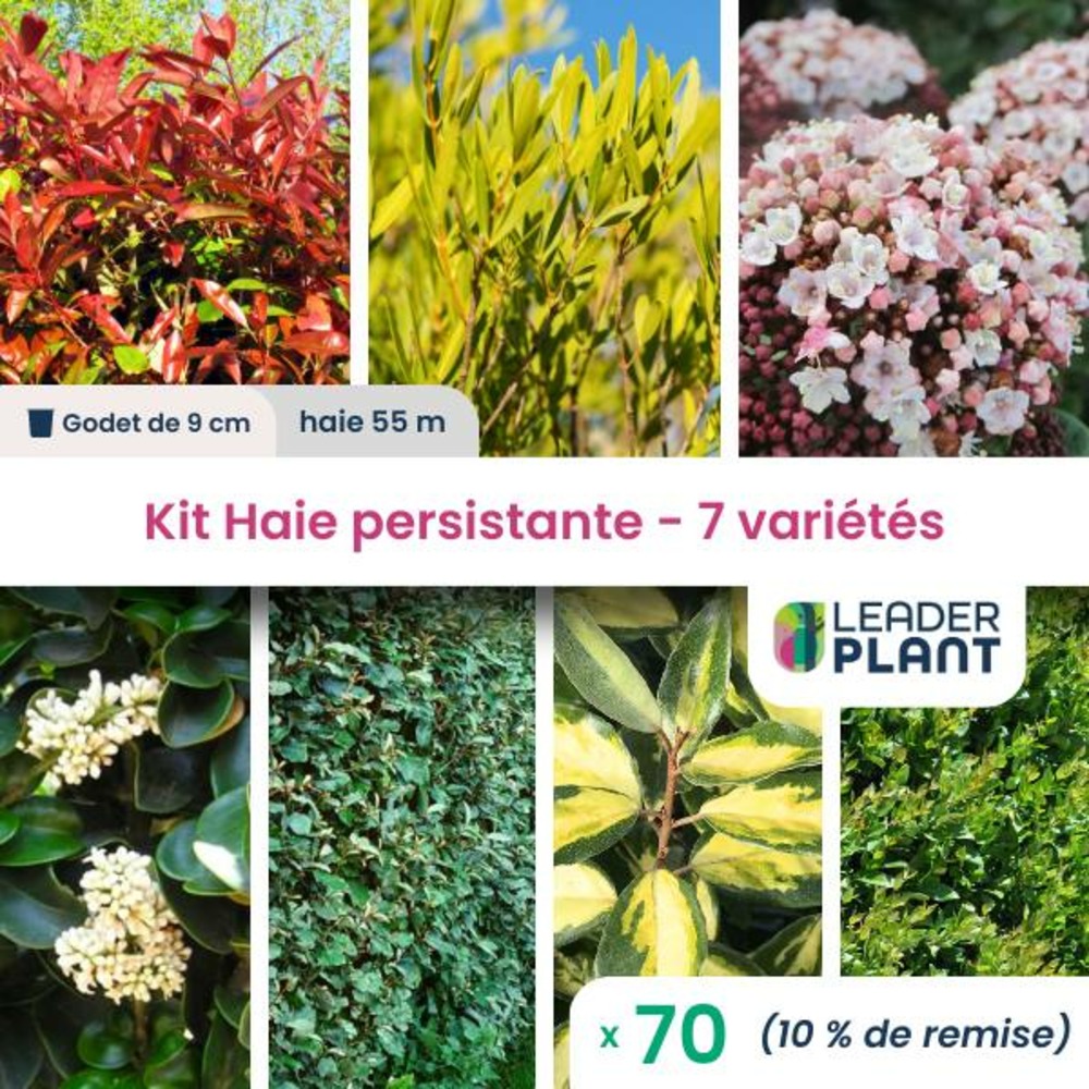 Kit haie persistante - 7 variétés - lot de 70 plants en godet