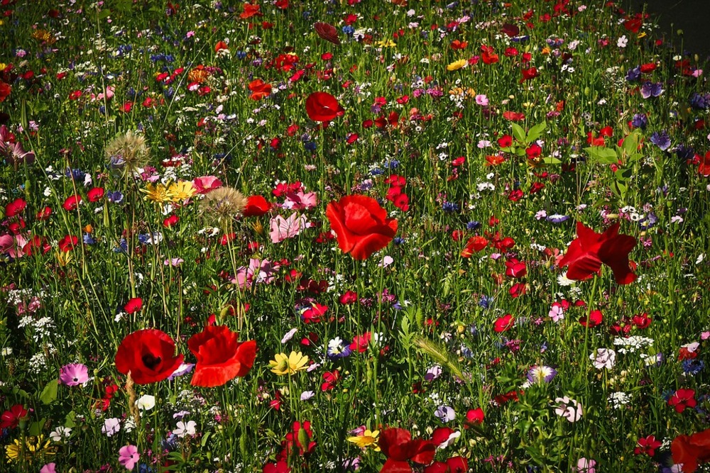Sachet de graines de mélange écologique fleurs mellifères - sachet de 5 grammes - petite entreprise française - made in france