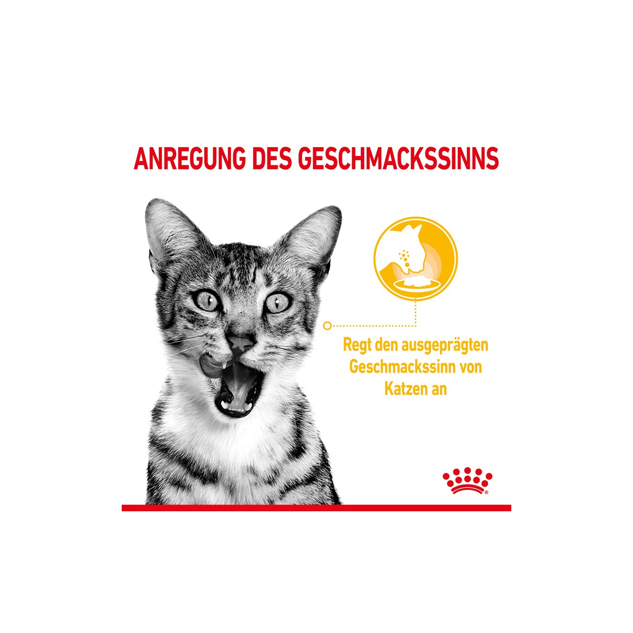 ROYAL CANIN SENSORY Taste in Gelee für wählerische Katzen 12x85g