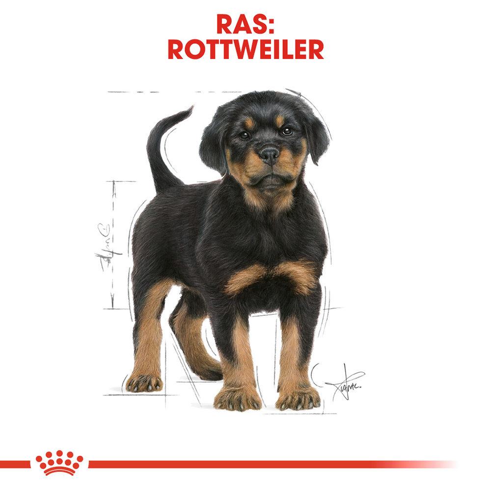 Royal Canin Rottweiler Puppy - Hondenvoer