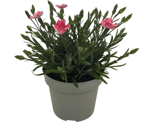Vaste planten voor het voorjaar FloraSelf, diverse soorten, pot Ø 12 cm