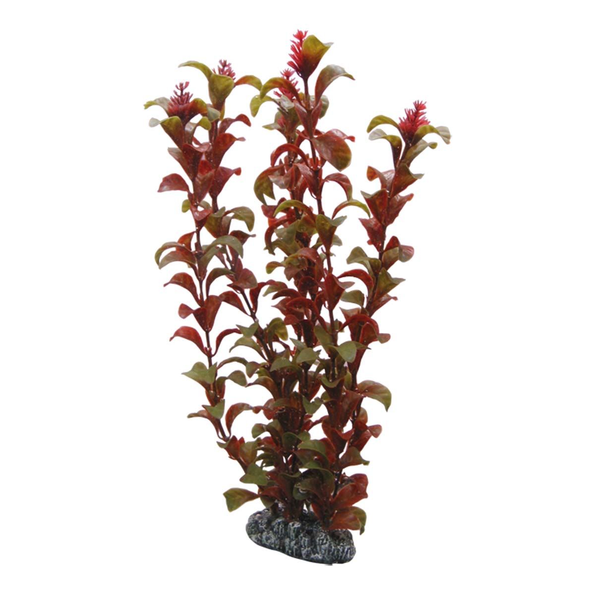 Hobby Rotala