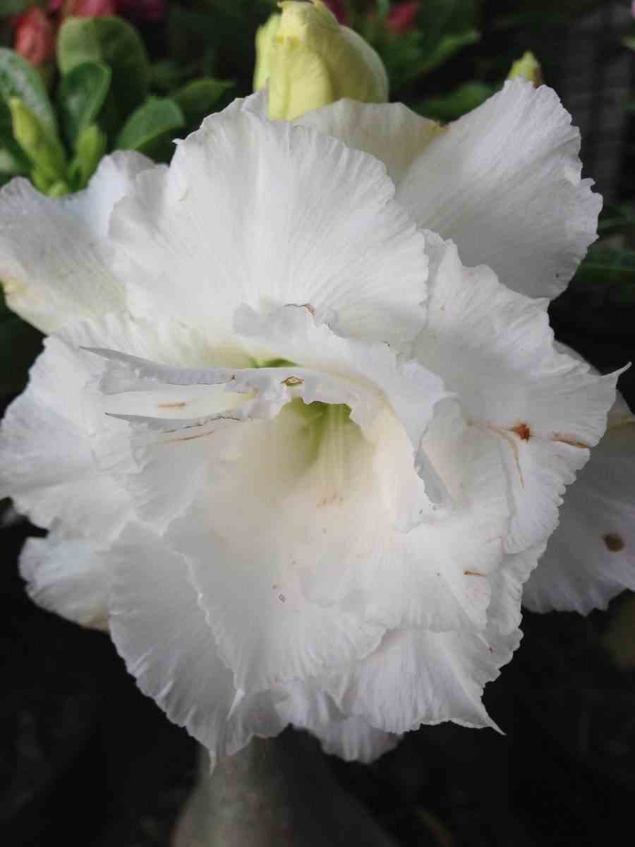 Adenium obesum cv.numchok white blanc - taille caudex d'environ 150g