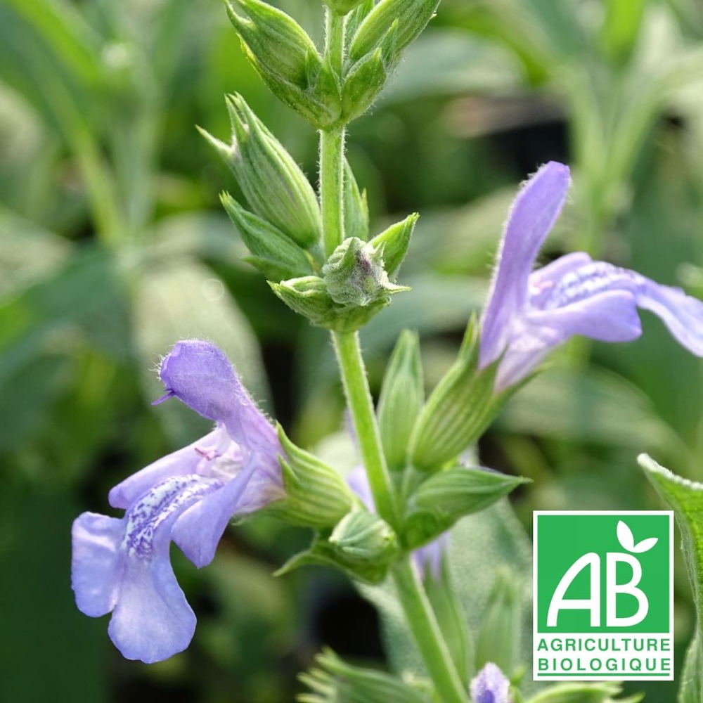 Sauge à feuilles de lavande bio/salvia lavandulifolia[-]lot de 9 godets