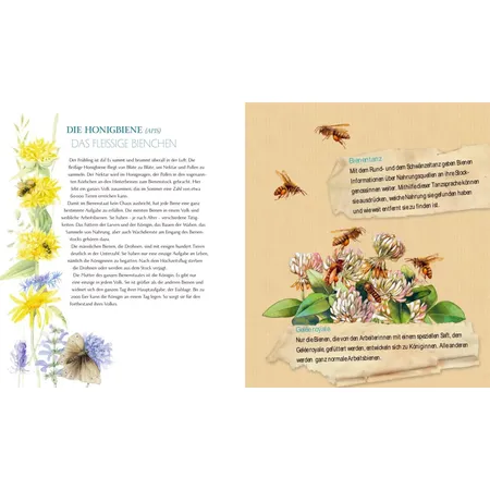 Coppenrath Verlag Inspirationen: Schmetterling, Hummel und Maikäfer (Bastin)