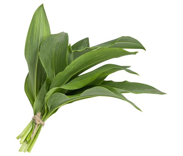 Bärlauch