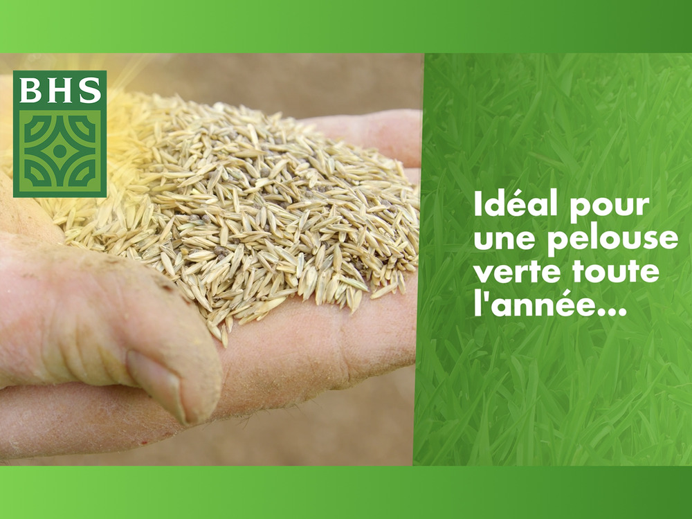 Ped5 | 5kg | 250 m² | gazon eco durable | graminées et trèfle | pelous