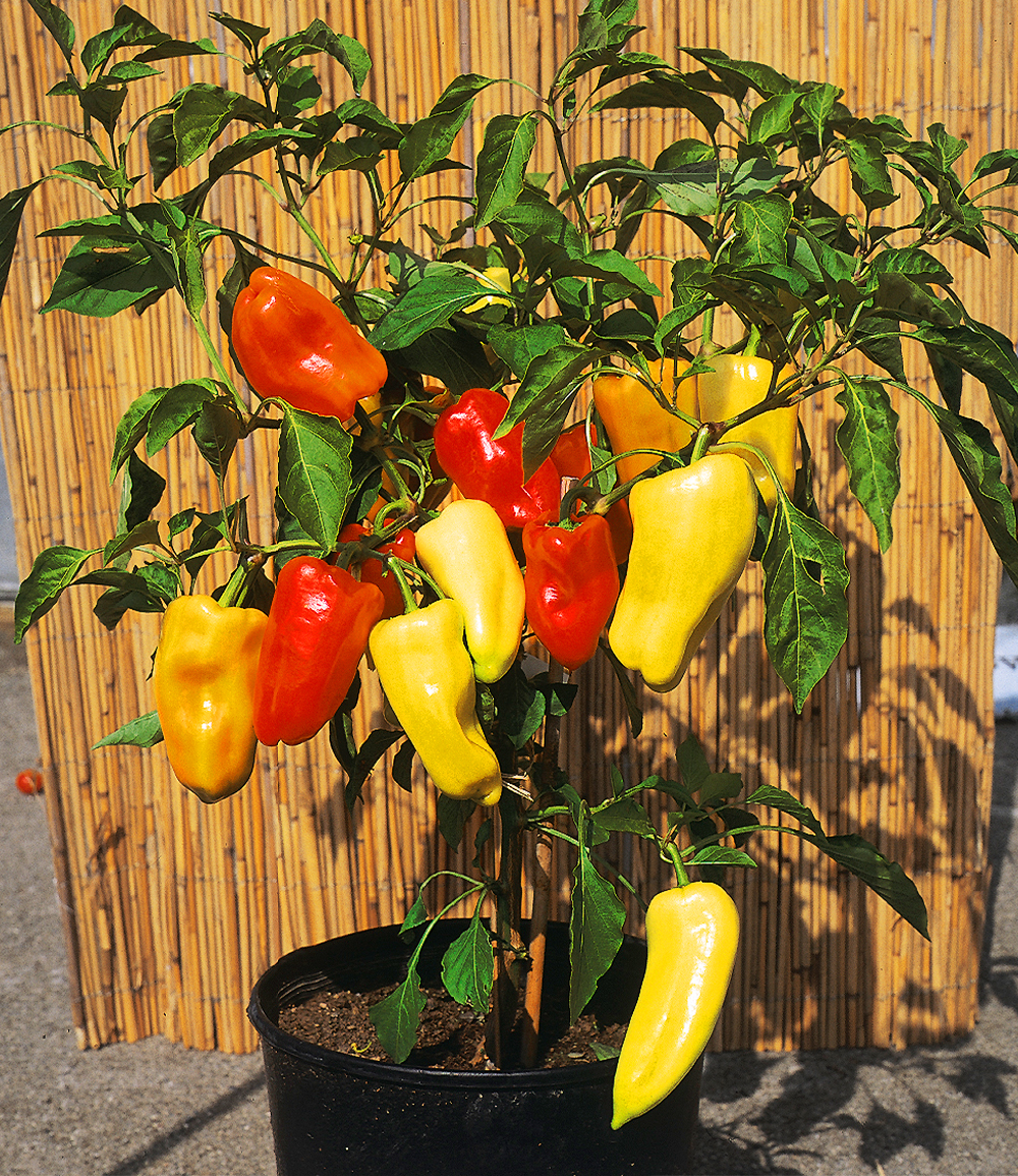 Pflanzenmix für Hochbeete 'Paprika - Chili'