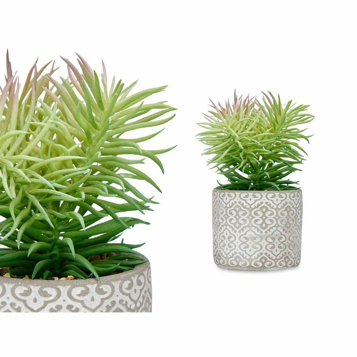 Ibergarden Plante décorative Succulent