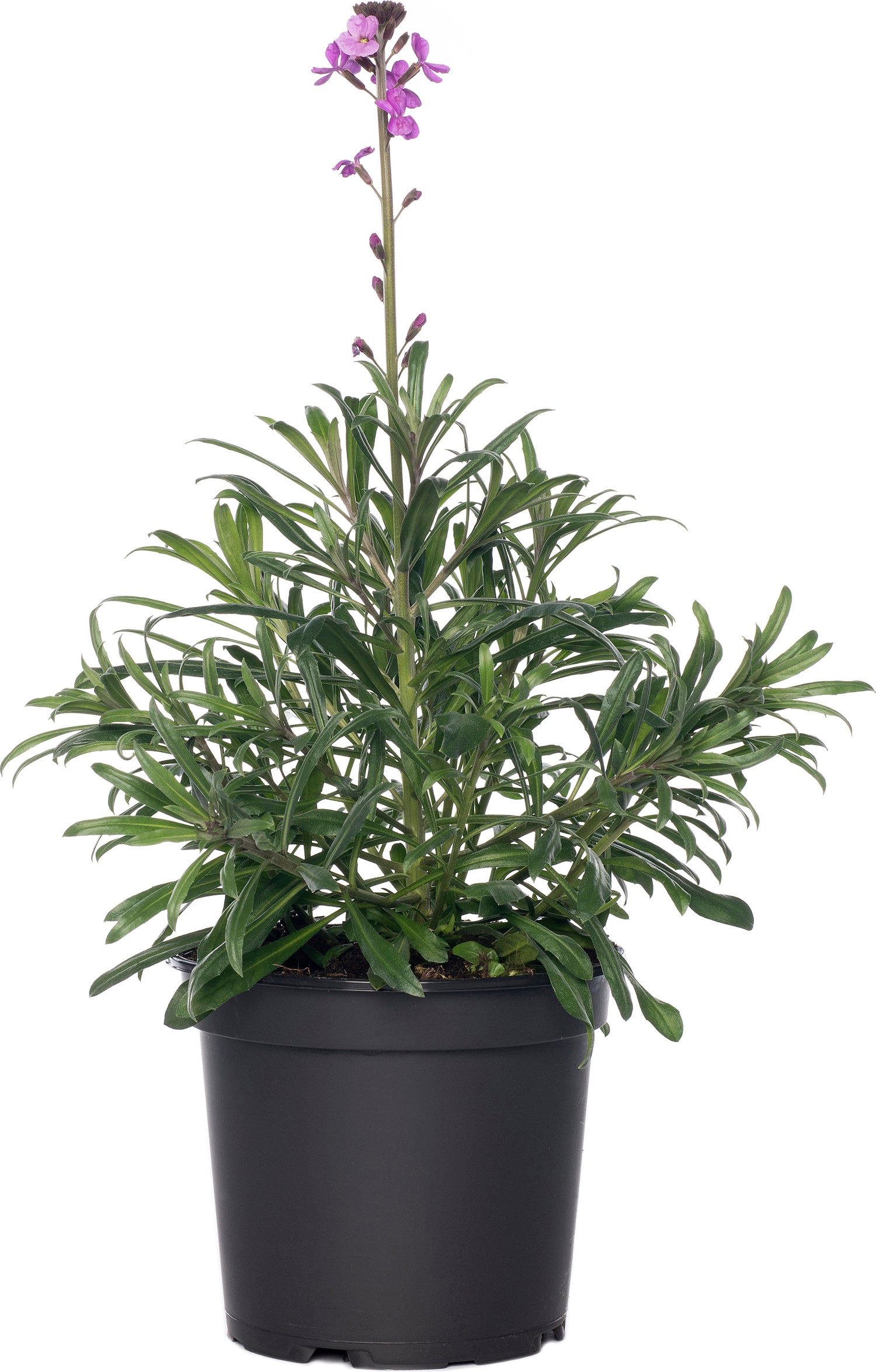 Muurbloem (Erysimum 'Bowles Mauve') D 17 H 35 cm