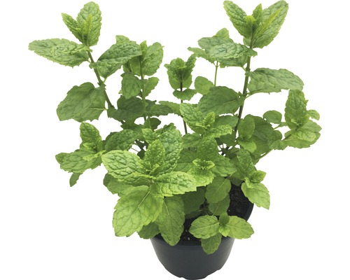 Organic Hugo Mint FloraSelf Organic Mentha 'Hugo' Ø 12 cm pot