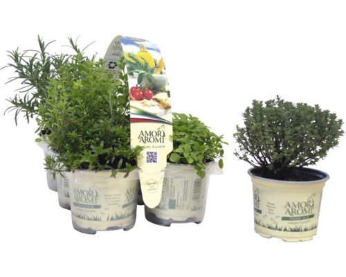FloraSelf Mediterrane BBQ Kruidenmix 6 stuks Ø 9 cm pot 35 Jaar FloraSelf Jubileumeditie