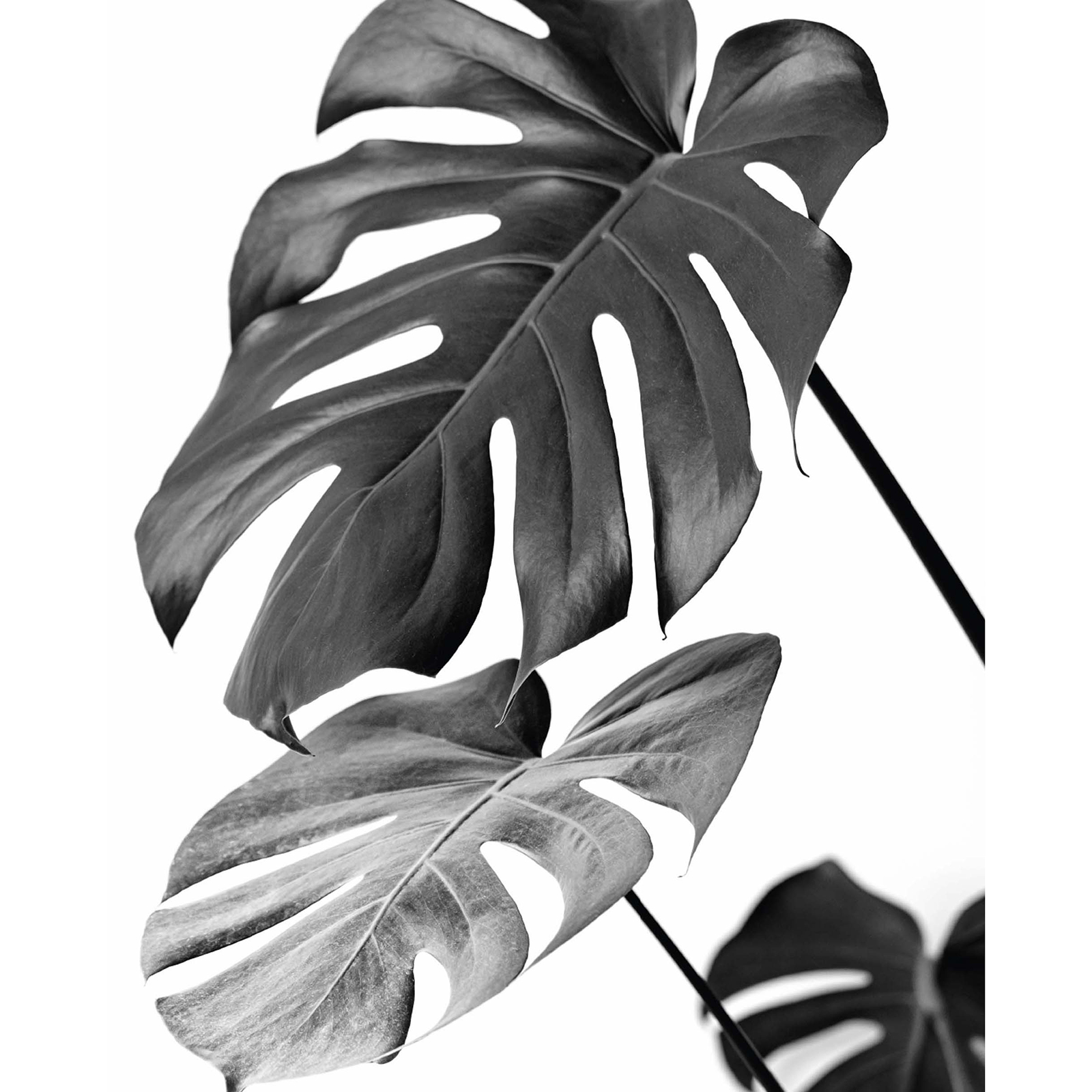 Gerahmtes Bild MONSTERA - schwarz-weiß - 40x50 cm