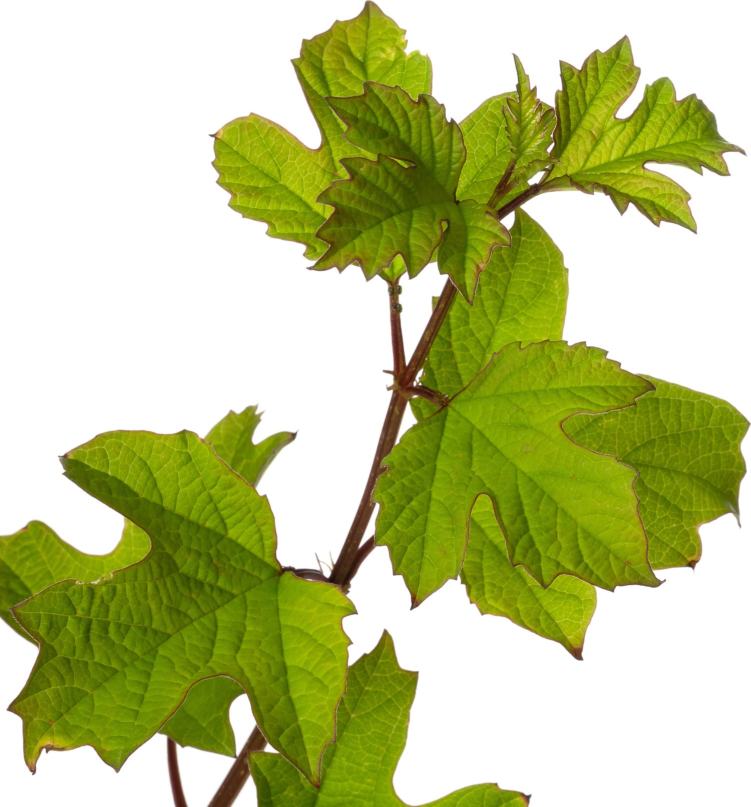 Gelderse roos (Viburnum opulus) D 19 H 30 cm