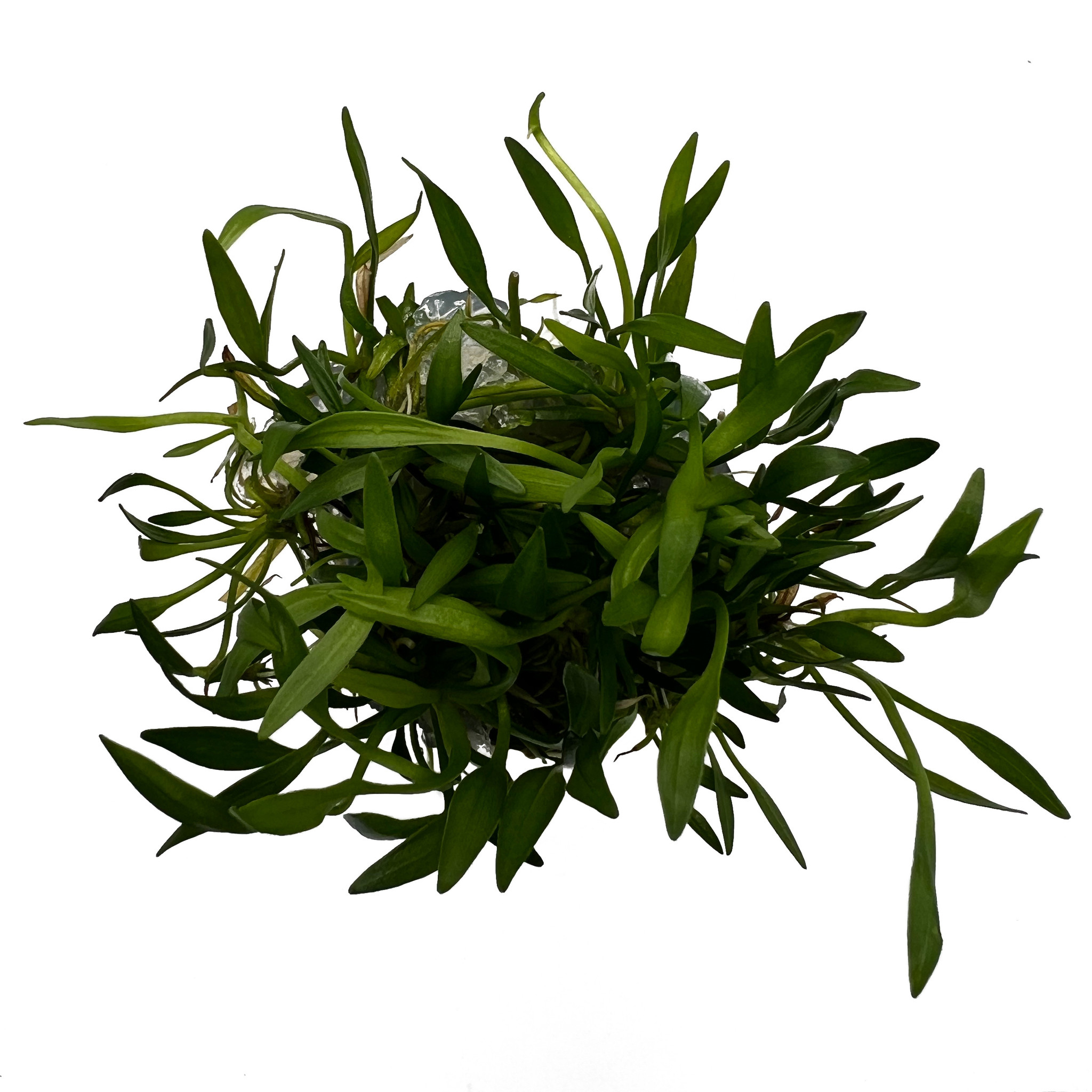 Waterplant Helanthium tenellum 'Green' in-vitro