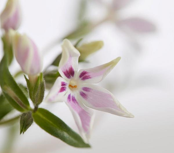 Bio Teppich-Phlox 'Candy Stripes'
