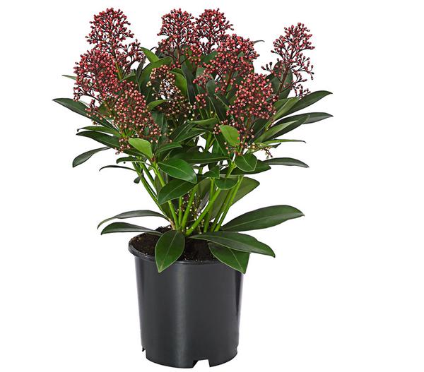 Blütenskimmie 'Rubella'