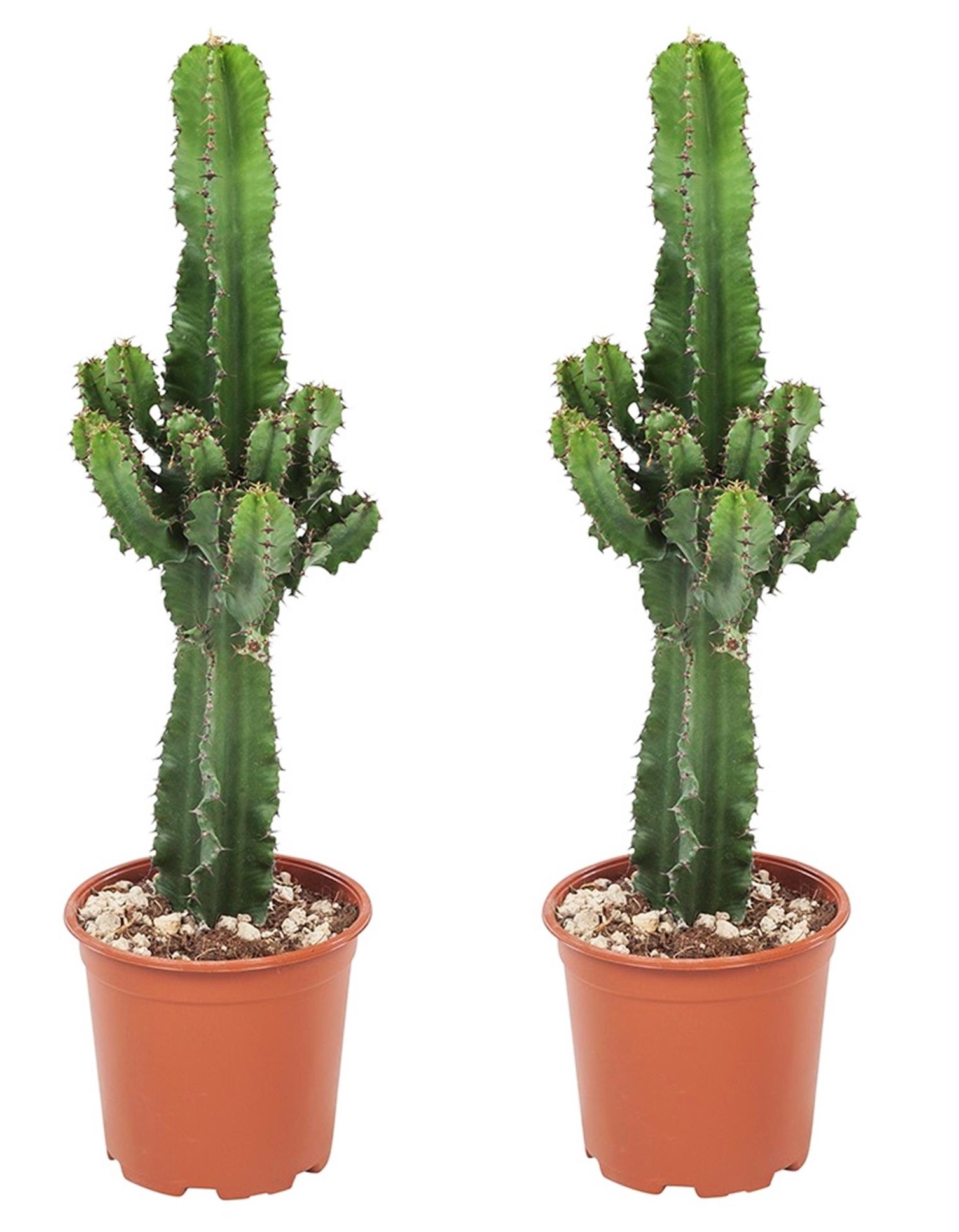 Euphorbia eritrea - set de 2 - cowboy cactus - pot 17cm - hauteur 50-60cm
