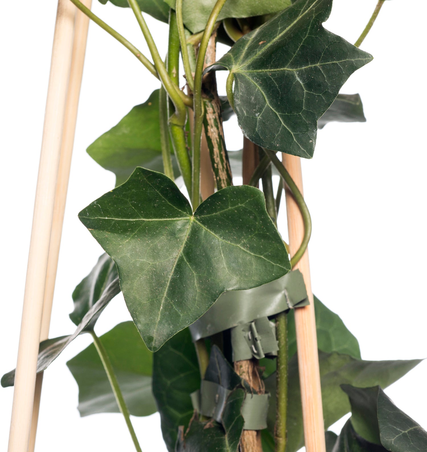 Klimop (Hedera hibernica) D 16 H 75 cm