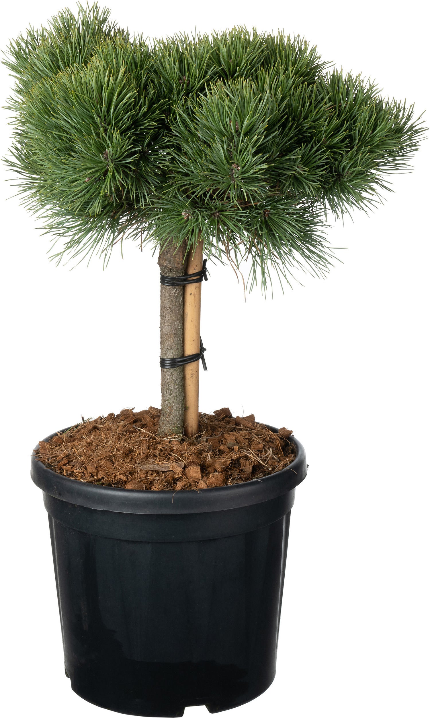 Grove Den (Pinus sylvestris 'Martham') D 29 H 85 cm