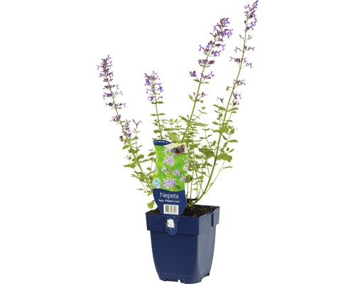 Kattenkruid FloraSelf Nepeta x faassenii 'Walker's Low' H 5-40 cm Co 0,5 L