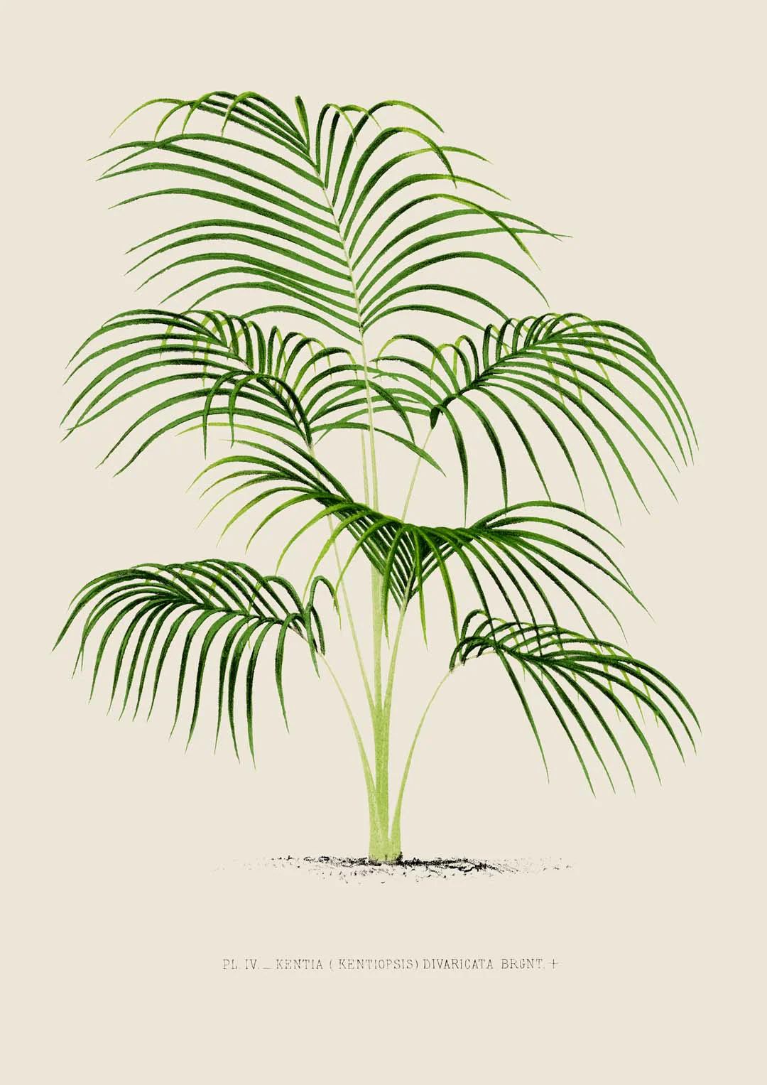 Kentia Divaricata Palm Tree Kunstdruck