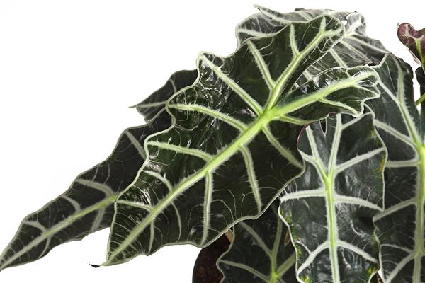 Pfeilblatt - Alocasia amazonica 'Polly'