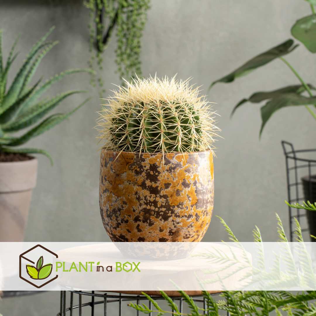Mélange de mini cactus - mélange de 12 pièces - pot 5.5cm - hauteur 5-10cm