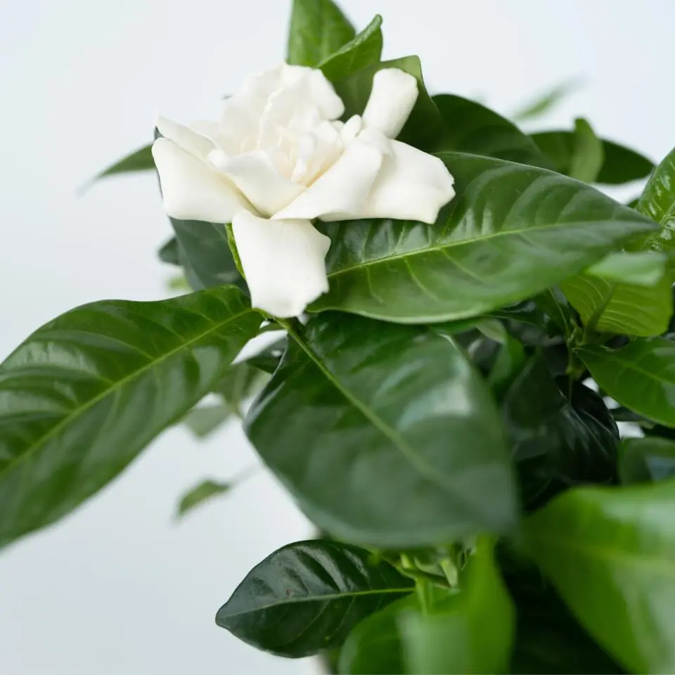 Kaapse jasmijn - Set van 2 - Gardenia jasminoides - Hoogte 20-30cm - ⌀13cm