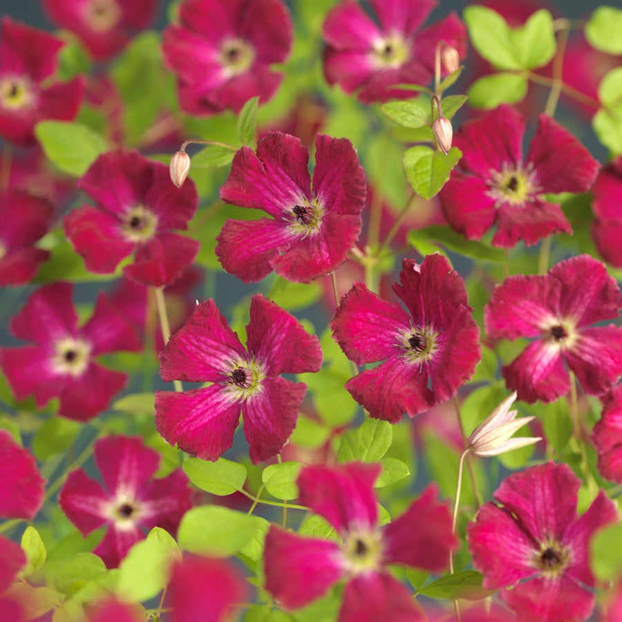 Bosrank (Clematis viticella 'Rubra') D 16 H 75 cm