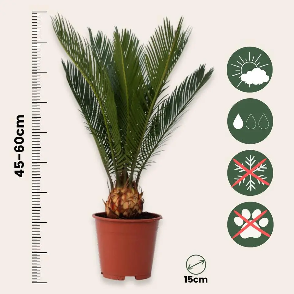 Vredespalm - Cycas revoluta - Hoogte 45-60cm - ⌀15cm