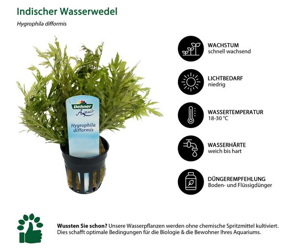 Dehner Aqua Indischer Wasserwedel - Hygrophila