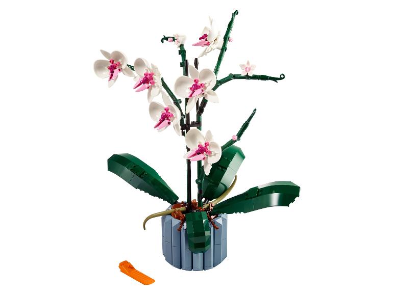 Orchidee - 10311