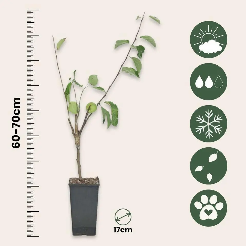 Klassieke Appelmix - Set van 2 - Malus - Hoogte 60-70cm - ⌀17cm