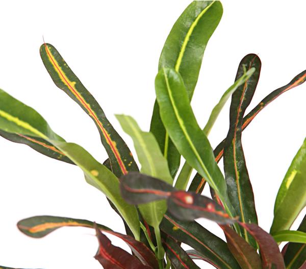 Wunderstrauch - Codiaeum variegatum,