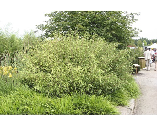 Zonbestendige tuinbamboe FloraSelf Fargesia rufa H 40-60 cm Co 5 L