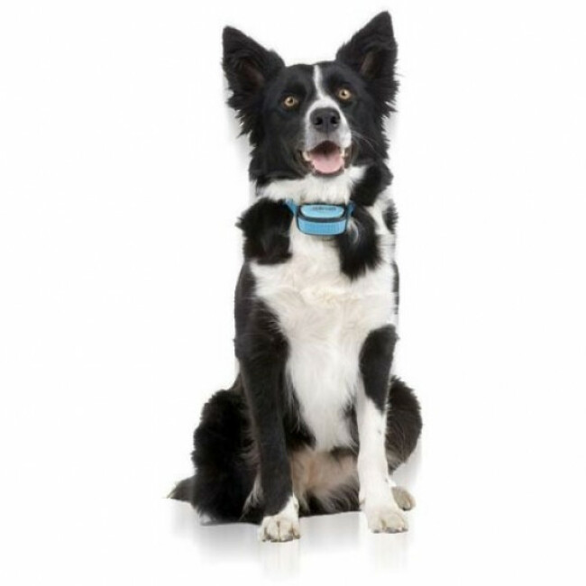 Collier anti aboiement Iki Pulse Numaxes pour chien