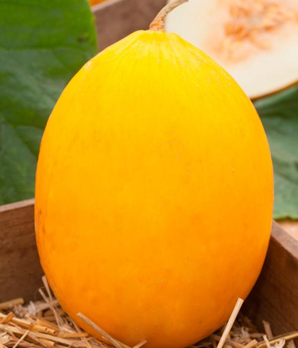 Honigmelone